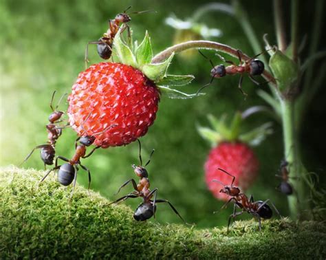 are ants attracted to heat|Are Ants Attracted To Heat .
